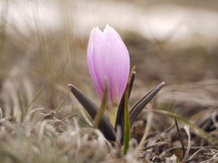 Colchicum bulbocodium
