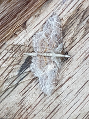 Dolichosomastis leucogrammica