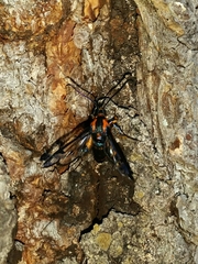 Synanthedon novaroensis