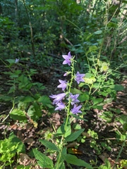 Campanula bononiensis