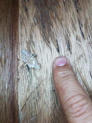 Dolichosomastis leucogrammica