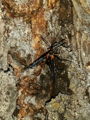 Synanthedon novaroensis