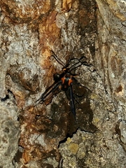 Synanthedon novaroensis