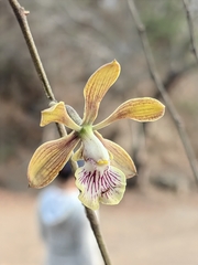 Encyclia trachycarpa