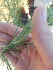 Senecio flaccidus douglasii