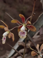 Encyclia trachycarpa
