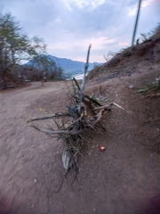 Encyclia trachycarpa
