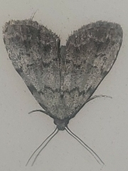 Dyspyralis puncticosta