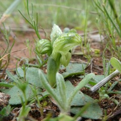 Pterostylis cycnocephala