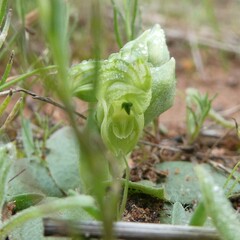 Pterostylis cycnocephala