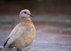 Streptopelia senegalensis