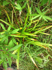 Carex granularis