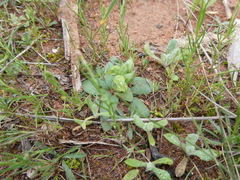 Pterostylis cycnocephala