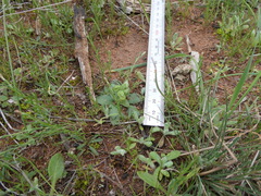 Pterostylis cycnocephala