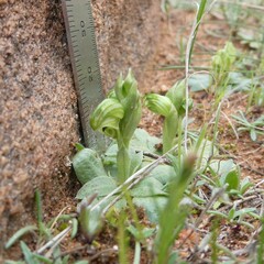Pterostylis cycnocephala