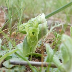 Pterostylis cycnocephala