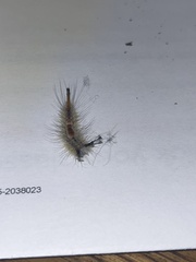 Orgyia pseudotsugata