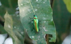 Chrysochroa rajah