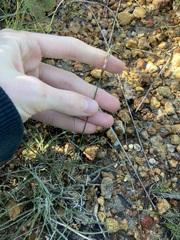 Schoenus unispiculatus