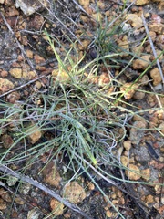 Schoenus unispiculatus