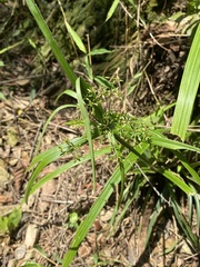 Cyperus diffusus