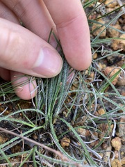 Schoenus unispiculatus