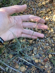 Schoenus unispiculatus