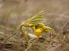 Gymnospermium odessanum