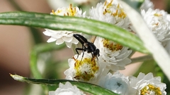 Leucostomatini