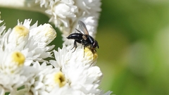 Leucostomatini