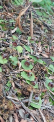 Corybas despectans