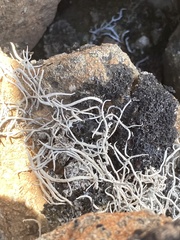 Thamnolia vermicularis