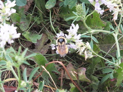 Bombus ternarius