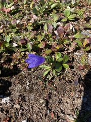 Campanula lasiocarpa