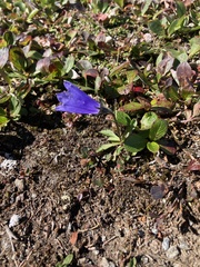 Campanula lasiocarpa