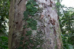 Cavanillesia umbellata