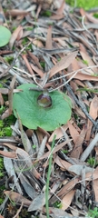 Corybas despectans