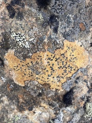 Hymeneliaceae