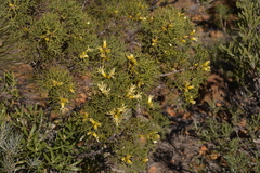 Petrophile striata