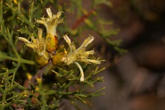 Petrophile striata