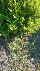 Astragalus glycyphyllos