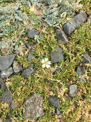 Cerastium arvense strictum