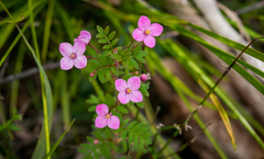 Boronia gracilipes