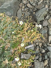 Cerastium arvense strictum