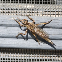 Machimus snowii