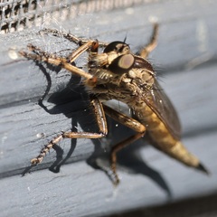 Machimus snowii
