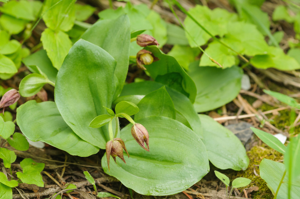 Cypripedium fasciculatum