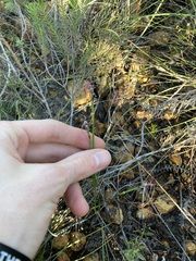 Lepidobolus quadratus