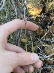 Lepidobolus quadratus