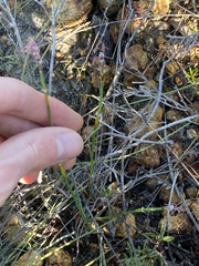 Lepidobolus quadratus